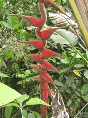 Heliconia danielsiana