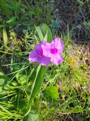 Tradescantia bracteata