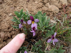 Viola trinervata