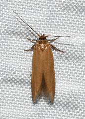 Holcocera immaculella