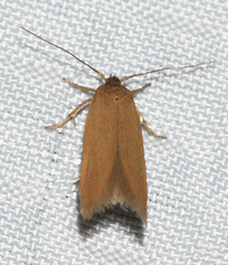 Holcocera immaculella