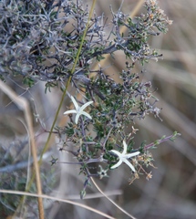 Wahlenbergia albens