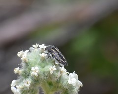 Acmaeodera pubiventris lanata