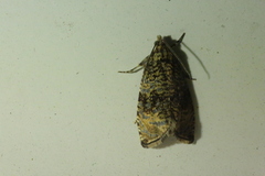 Syricoris