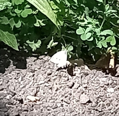 Pieris rapae