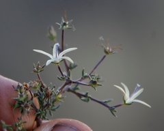 Wahlenbergia albens