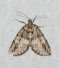 Hydriomena divisaria