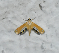 Nymphicula trimacula