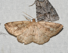 Homochlodes lactispargaria