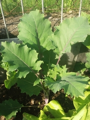 Brassica oleracea gongylodes
