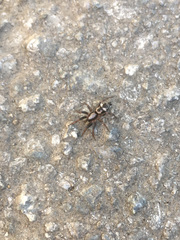 Herpyllinae