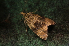 Syricoris