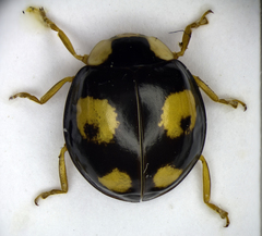 Harmonia axyridis