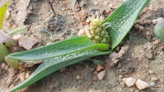 Lachenalia minima