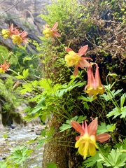 Aquilegia elegantula