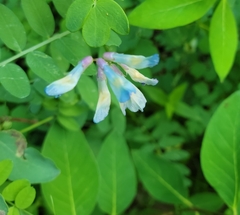 Lathyrus ochroleucus