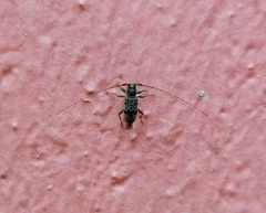 Leiopus femoratus