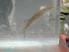 Esox cisalpinus