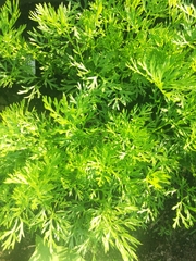 Daucus carota sativus