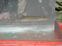 Esox cisalpinus