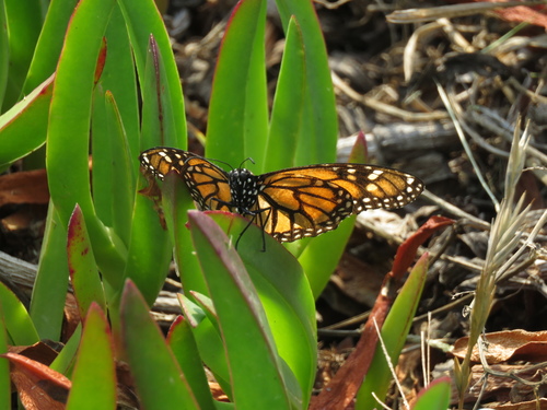 photo of Monarch (Danaus plexippus)