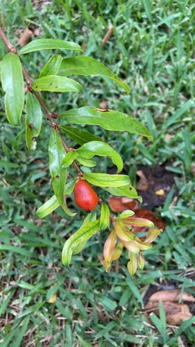 Punica granatum image