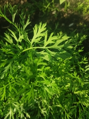 Daucus carota sativus