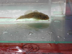 Padogobius nigricans