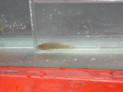 Padogobius nigricans