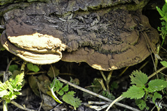 Ganoderma adspersum
