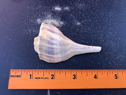 Fulguropsis plagosa