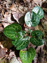 Hexastylis shuttleworthii
