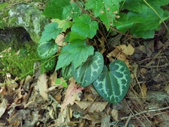 Hexastylis shuttleworthii