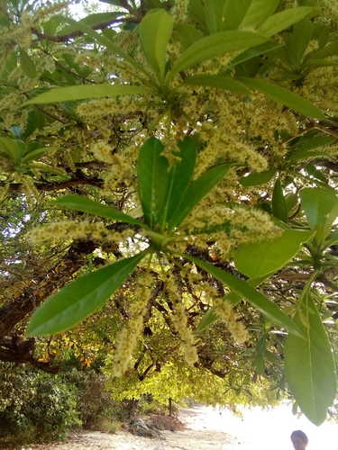 Terminalia scutifera (Terminalia scutifera)