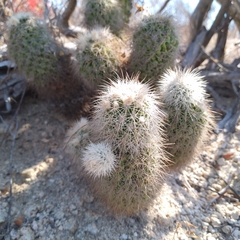 Echinocereus sciurus