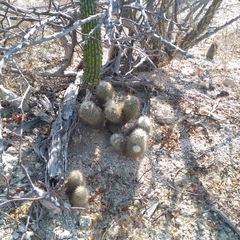 Echinocereus sciurus