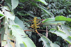 Heliconia lankesteri image