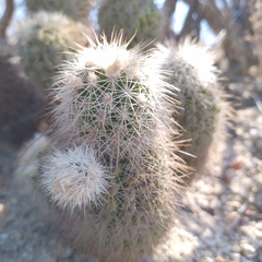Echinocereus sciurus