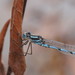 Blue Ringtail - Photo (c) Reiner Richter, some rights reserved (CC BY-NC-SA), uploaded by Reiner Richter