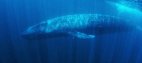 Blue Whale, 東部省, LK, photo 7 of 10