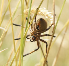 Neosparassus patellatus