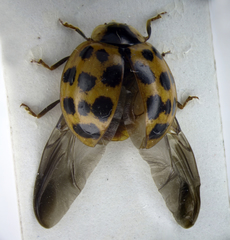 Harmonia axyridis
