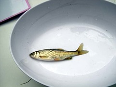 Sarmarutilus rubilio