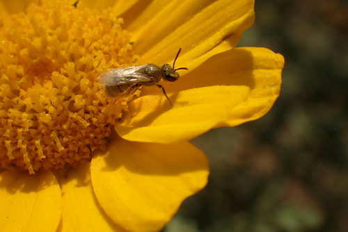 photo of Sweat Bees (Halictidae)