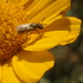 photo of Sweat Bees (Halictidae)