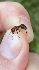 Formica truncorum