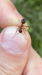 Formica truncorum