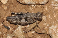 Acrotylus fischeri