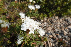 Rhododendron tomentosum