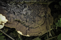 Ganoderma adspersum
